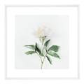 Picture Set Pink Flowers 20 x 20 cm 3-pack