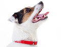 Dingo Leather Dog Collar 1.0x36cm, red