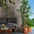 BRUNBÄR Plant pot with saucer, outdoor terracotta, 24 cm