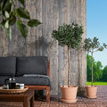 MUSKOTBLOMMA Plant pot with saucer, in/outdoor terracotta, 24 cm