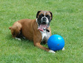 Boomer Ball XL - 10" / 25cm, blue