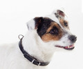 Dingo Leather Dog Collar 1.2x36cm, black