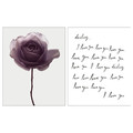BILD Poster, romantic rose, 40x50 cm