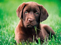 Clementoni Jigsaw Puzzle HQ Puppy 500pcs 14+