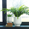 DRÖMSK Plant pot, white, 9 cm