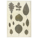 BILD Poster, botanic leaves collection, 61x91 cm