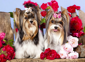 Norimpex Diamond Mosaic Dogs with Bows 3+