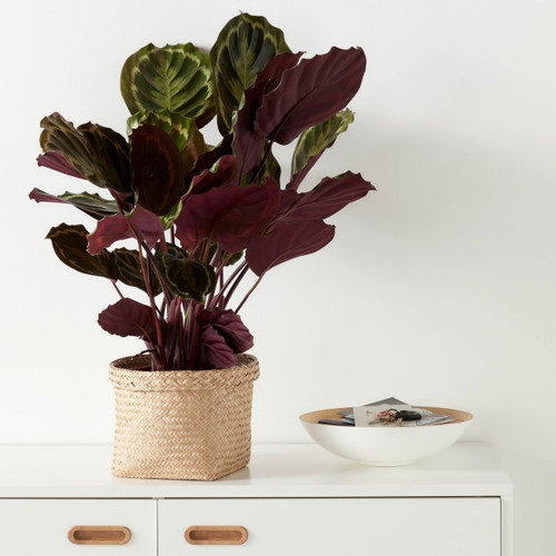 Seagrass Herringbone Plant Pot 19cm
