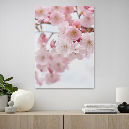 PJÄTTERYD Picture, cherry blossom/pink, 50x70 cm
