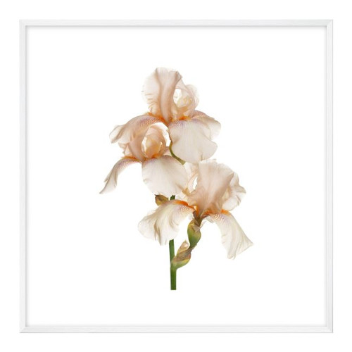Picture Set Pink Flowers 20 x 20 cm 3-pack