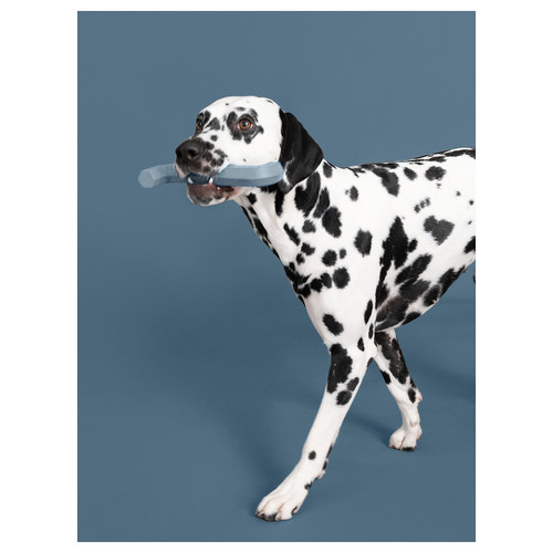 UTSÅDD Dog toy, grey-blue